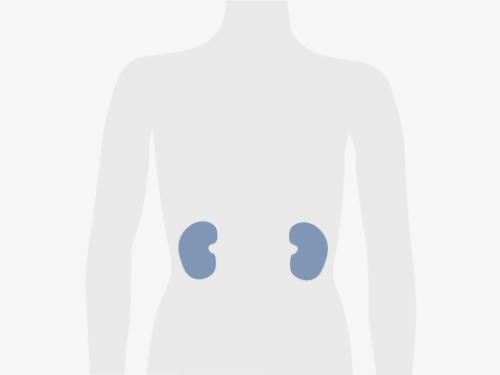 Grafische Darstellung eines menschlichen Oberkörpers, blau eingefärbt sind die Nieren.