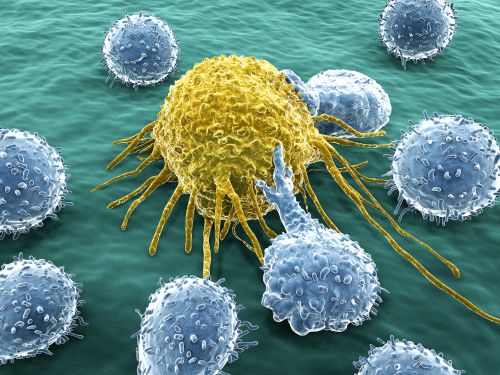 Zellen des Immunsystems (blau) greifen eine Krebszelle (gelb) an.