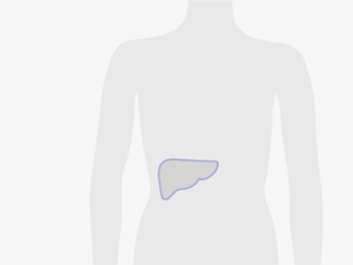Grafische Darstellung eines menschlichen Oberkörpers, blau umrandet ist die Leber.