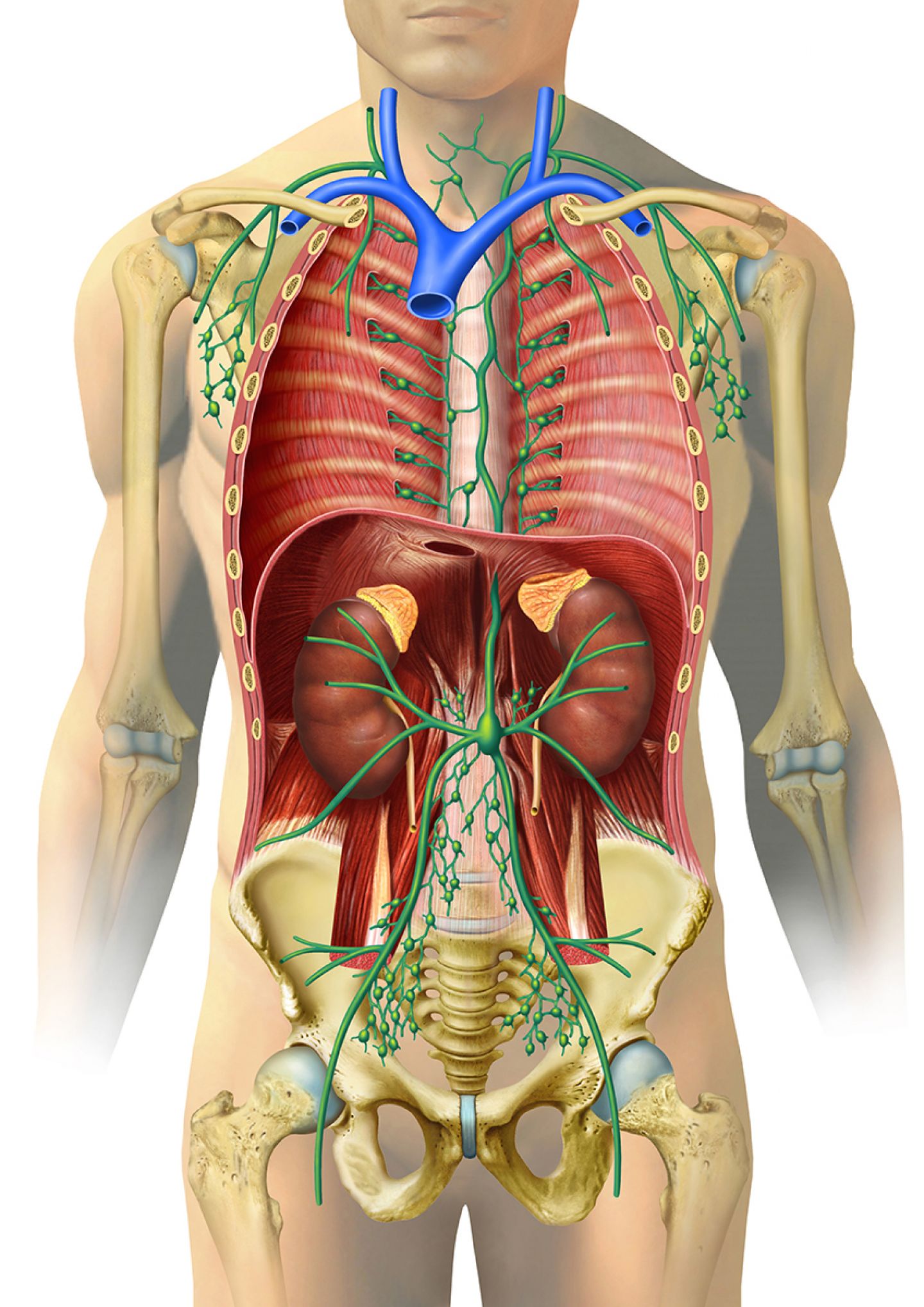 Lymphknoten und -bahnen im menschlichen Körper. Bei Klick vergrößert sich das Bild. © MediDesign Frank Geisler