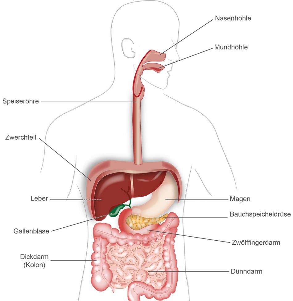 Organe des Verdauungssystems. Bei Klick öffnet sich das Bild vergrößert. © Krebsinformationsdienst, Deutsches Krebsforschungszentrum
