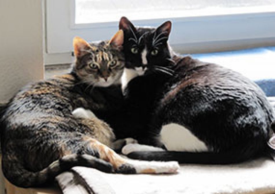 Katzen als Haustiere © Krebsinformationsdienst, Deutsches Krebsforschungszentrum