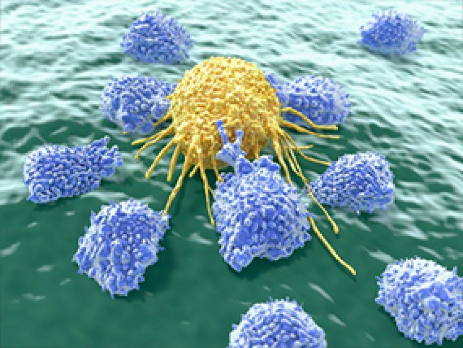 Lymphozyten greifen Krebszelle an © Juan Gärtner/fotolia