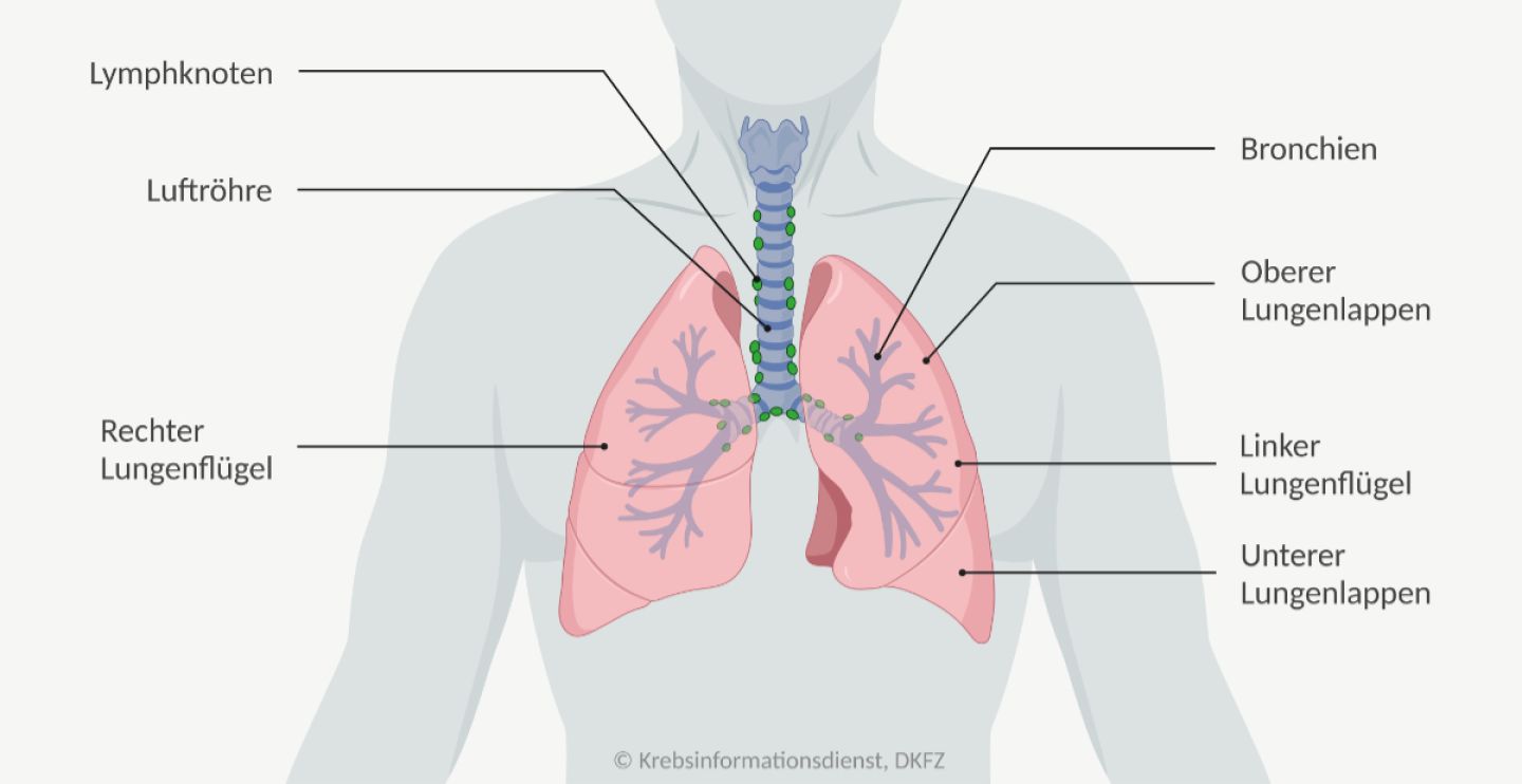 Anatomie der Lunge mit Darstellung des linken und rechten Lungenflügels, des oberen Lungenlappens, des unteren Lungenlappens, der Bronchien, der Luftröhre und der Lymphknoten
