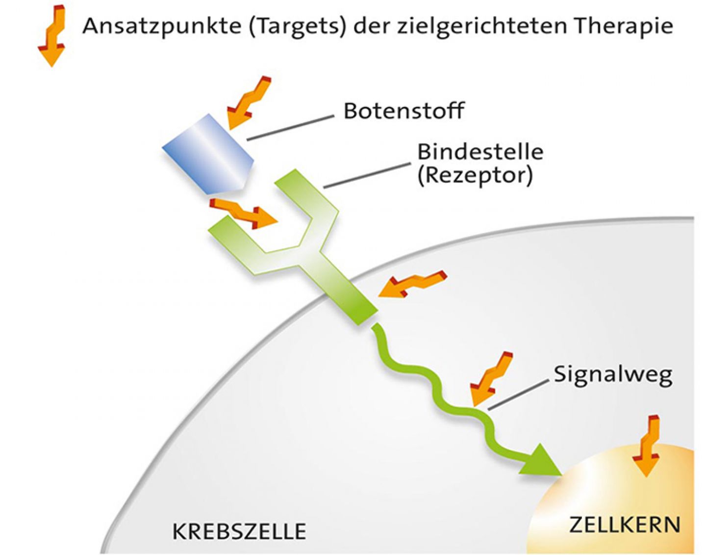 Angriffspunkte von zielgerichteten Krebstherapien © Krebsinformationsdienst, Deutsches Krebsforschungszentrum