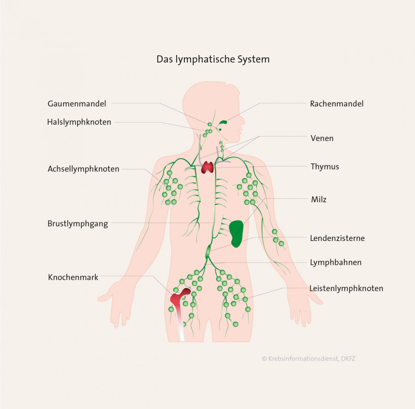 Das lymphatische System mit Lymphbahnen, Brustlymphgang, Achsel-, Hals- und Leistenlymphknoten, Gaumen- und Rachenmandeln sowie Thymus, Milz, Lendenzisterne und Knochenmark.