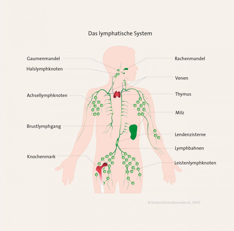 Das lymphatische System besteht aus Lymphbahnen und aus lymphatischen Organen. Das sind Thymus und Knochenmark sowie Lymphknoten, Milz oder lymphatisches Gewebe im Magen-Darm-Trakt und in den Rachenmandeln.