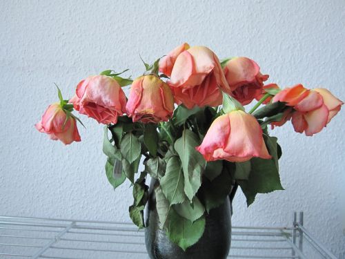 Welkende rosa Rosen mit hängenden Köpfen in einer Vase.