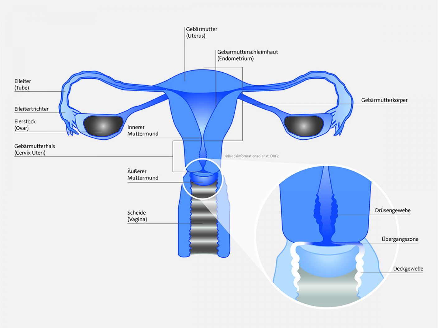 Gebärmutterhals Anatomie Grafik: Lena Passek © Krebsinformationsdienst, DKFZ