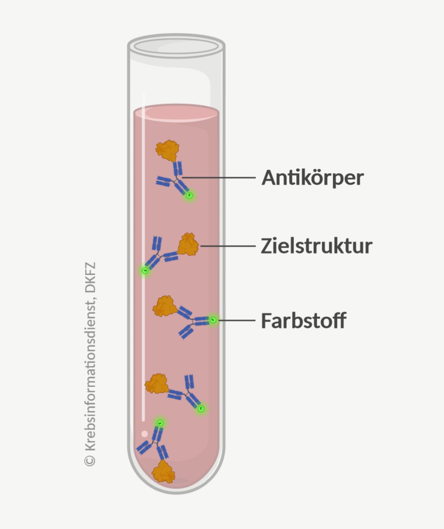 Prinzip eines Immunoassays: Antikörper im Reagenzglas binden an eine Zielstruktur und werden mit Farbstoffen sichtbar gemacht.