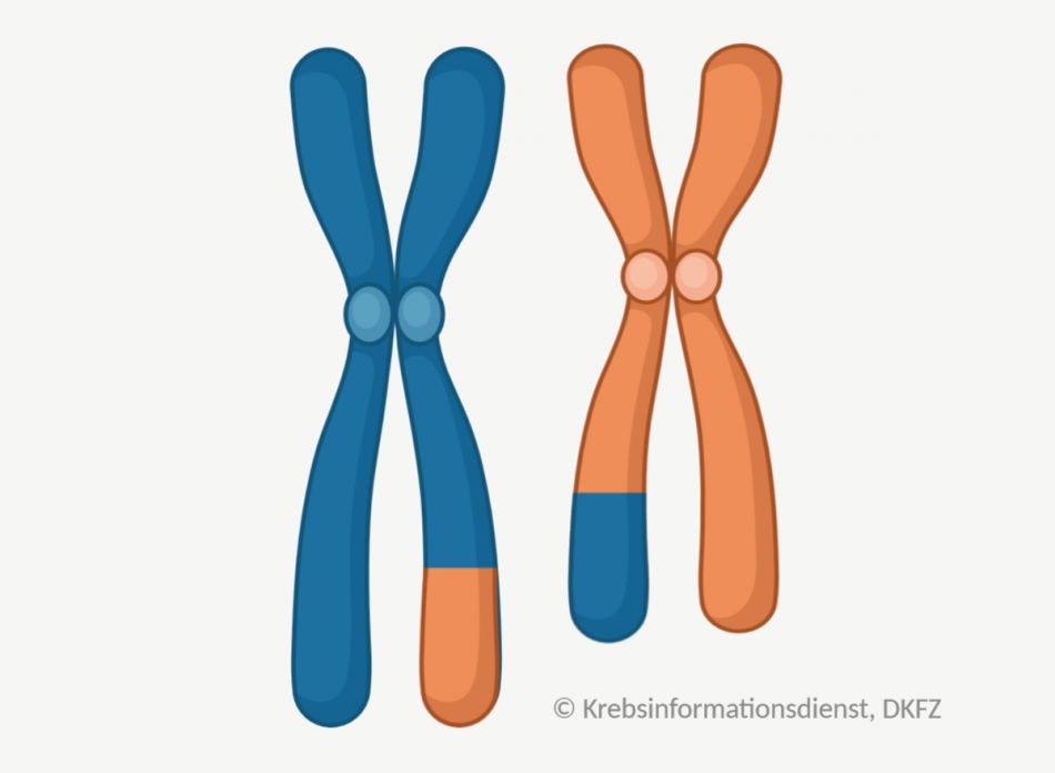 Zwei Chromosomen, die Erbmaterial untereinander ausgetauscht haben