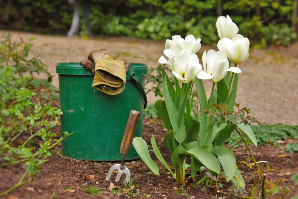 Ein Eimer mit Gartenhandschuhen darauf steht in einem Blumenbeet.