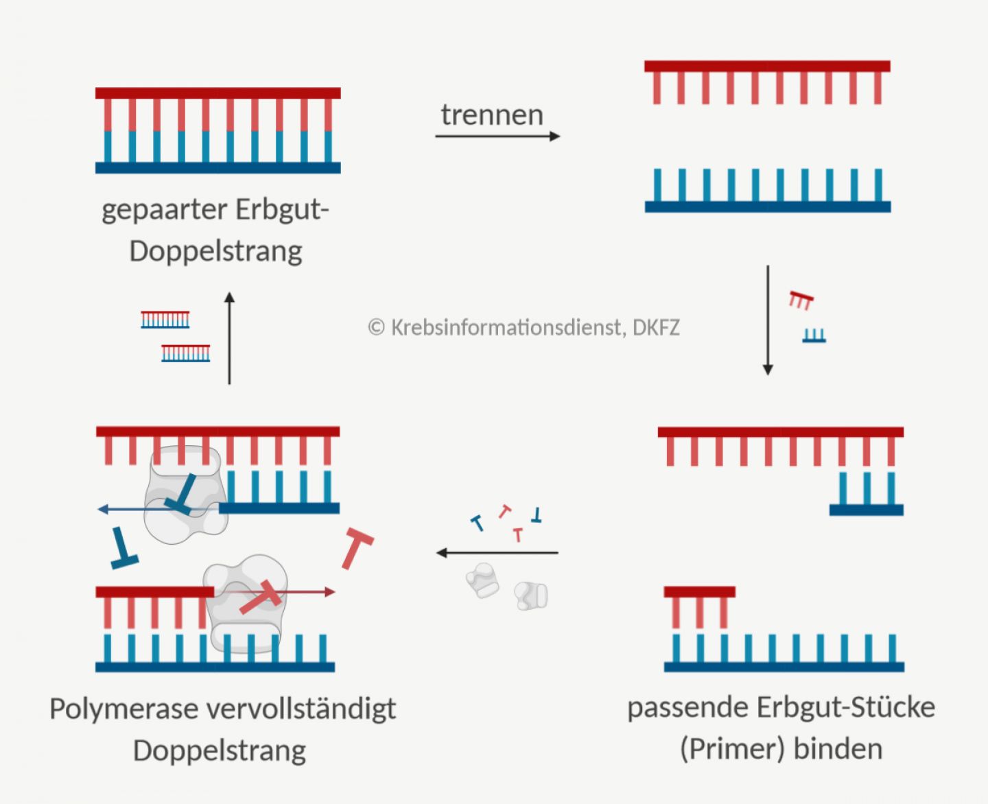 Prinzip der Polymerasekettenreaktion (PCR): Erbmaterialstränge werden getrennt, Gegenstücke lagern sich an und werden verlängert. Das geschieht in mehreren Zyklen.