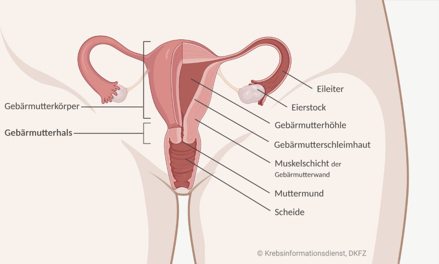 Der Gebärmutterhals liegt im unteren Bereich der Gebärmutter. Er mündet in die Scheide.