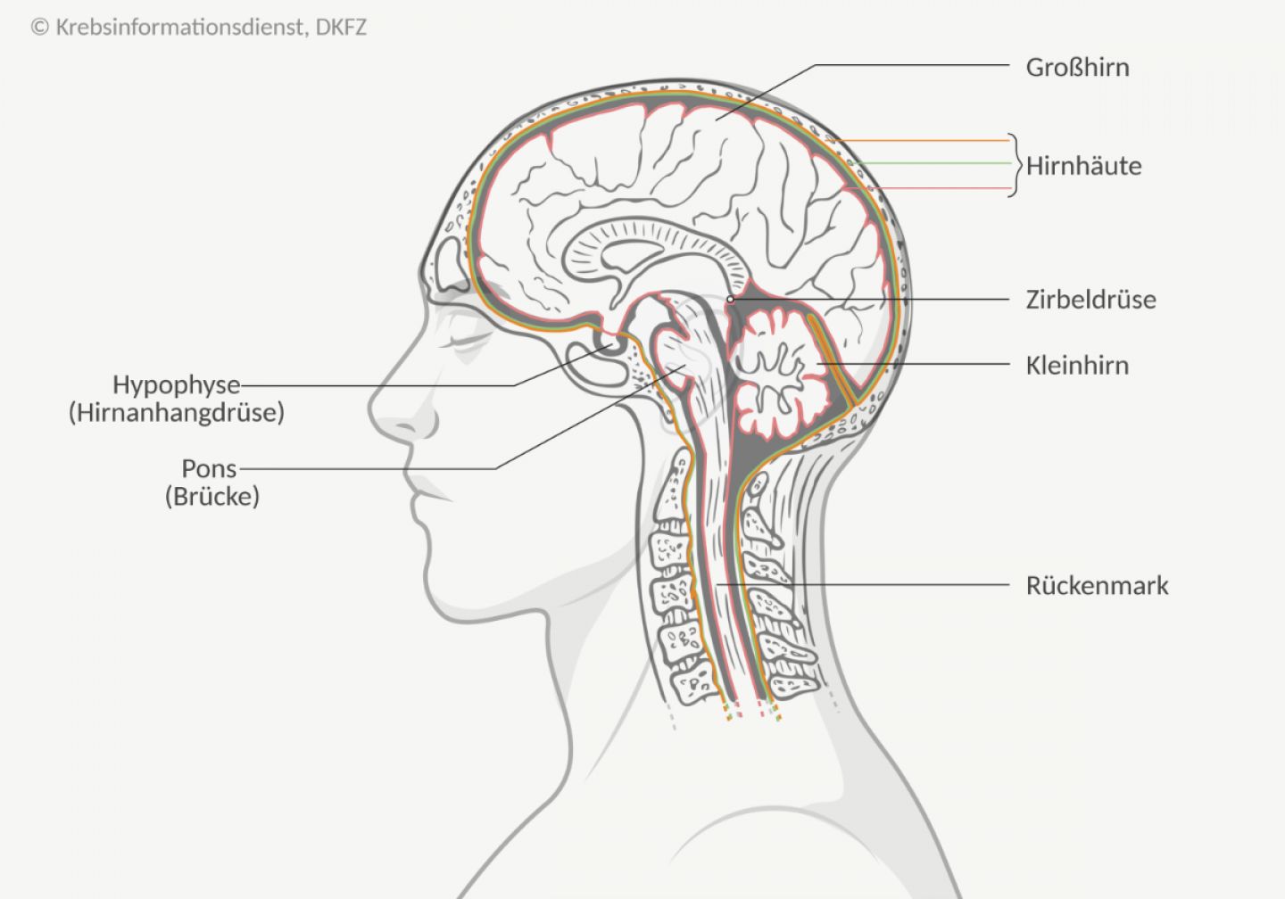 Das Gehirn ist in unterschiedliche Bereiche unterteilt und besteht aus verschiedenen Geweben.