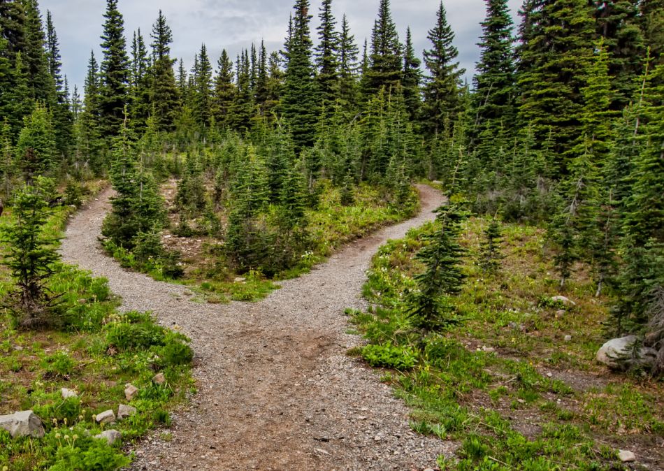 Ein Weg im Wald teilt sich in zwei Wege auf.