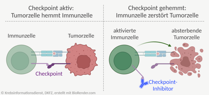 Mechanismus eines Immun-Checkpoint-Inhibitors