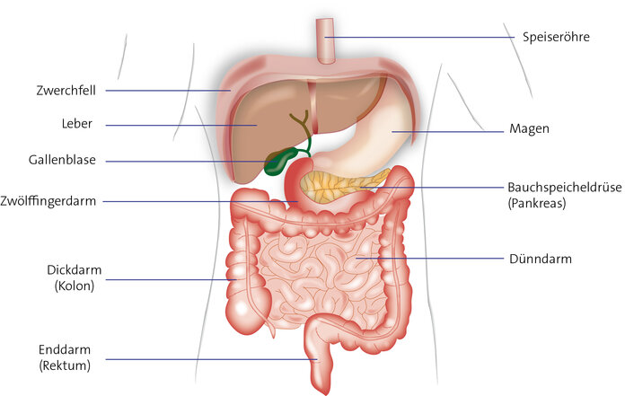 Organe des Verdauungstrakts