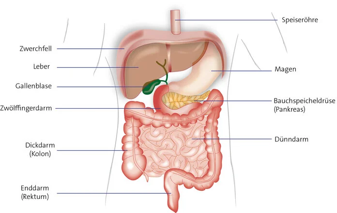 Verdauungssystem, © Krebsinformationsdienst, DKFZ; Grafik: Brigitte Engelhardt Organe des Verdauungstrakts