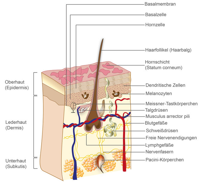 Grafische Darstellung vom anatomischen Aufbau der Haut. Abgebildet sind die verschiedenen Hautschichten (Ober-, Leder-, Unterhaut), sowie wichtige biologische Strukturen der Haut, wie Haarfollikel, Basalzellen, Schweißdrüsen, Lymphgefäße...