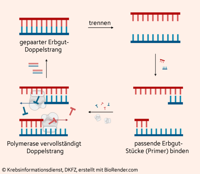 PCR , © Krebsinformationsdienst, DKFZ; erstellt mit BioRender.com Ablauf der PCR (Polymeraseketterreaktion)