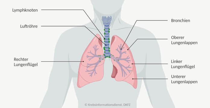 Anatomie der Lunge mit Darstellung des linken und rechten Lungenflügels, des oberen Lungenlappens, des unteren Lungenlappens, der Bronchien, der Luftröhre und der Lymphknoten.