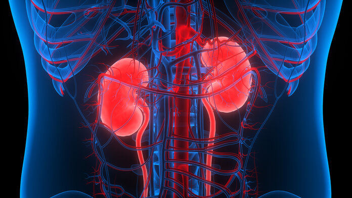 Die beiden Nieren liegen jeweils rechts und links im Oberbauch.