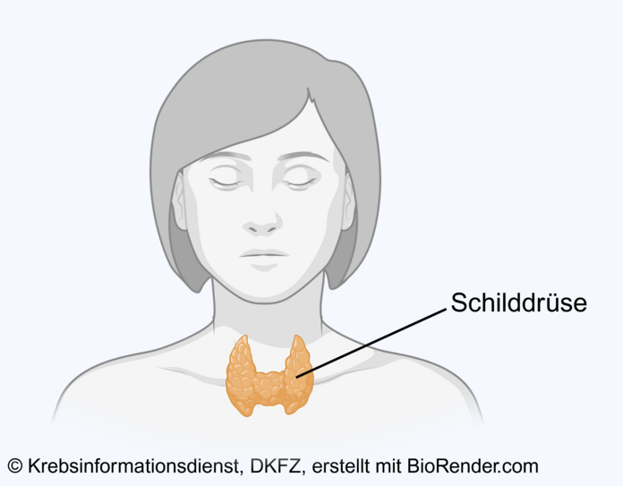 Anatomische Lage der Schilddrüse, © Krebsinformationsdienst, DKFZ; erstellt mit BioRender.com Lage der Schilddrüse bei einer Frau: Das Organ sieht schmetterlingsförmig aus und liegt für dem Kehlkopf.