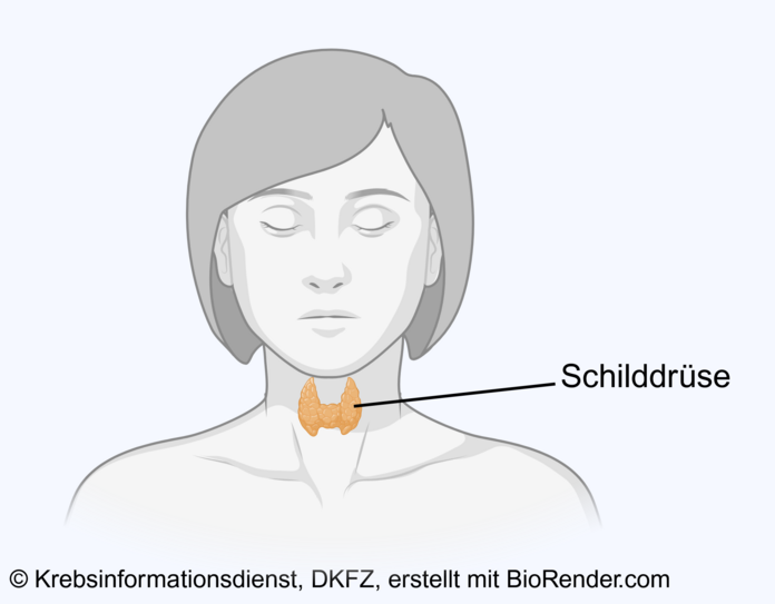 Anatomische Lage der Schilddrüse, © Krebsinformationsdienst, DKFZ; erstellt mit BioRender.com Lage der Schilddrüse bei einer Frau: Das Organ sieht schmetterlingsförmig aus und liegt für dem Kehlkopf.