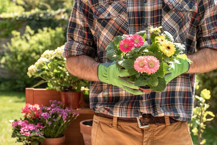 Gärtner mit Gartenhandschuhen hält eine blühende Topfpflanze