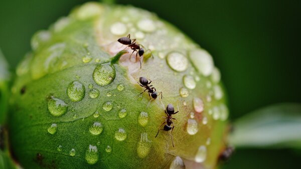 Ameisen krabbeln über eine geschlossene, von Wassertropfen bedeckte Knospe einer Pfingsrose.