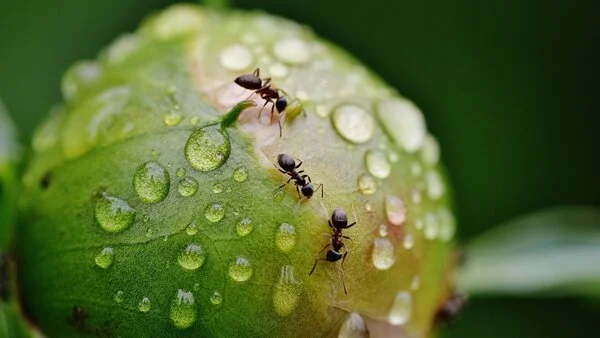 Ameisen krabbeln auf einer Blütenknospe, © Alexas_Fotos, Pixabay Ameisen krabbeln über eine geschlossene, von Wassertropfen bedeckte Knospe einer Pfingsrose.