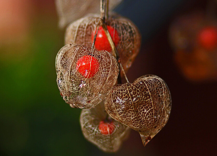 Vertrocknete Lampionblume. © Pixabay