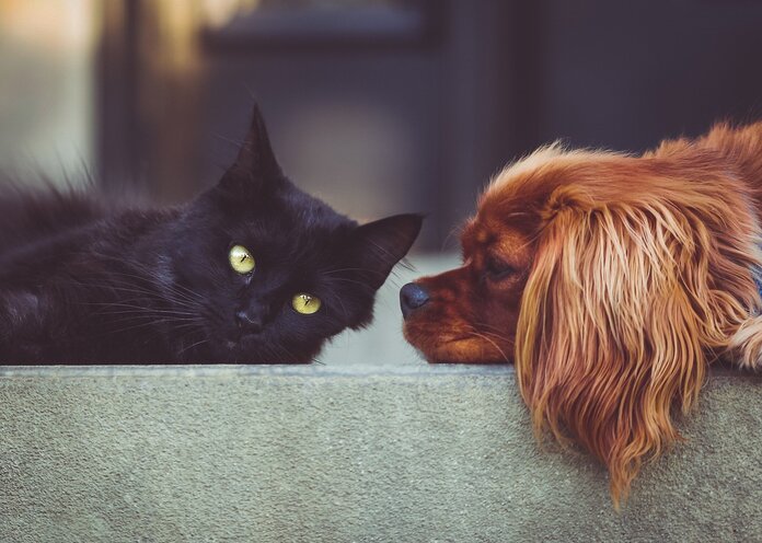 Eine scharze Katze und ein kleiner brauner Hund liegen sich friedlich gegenüber.