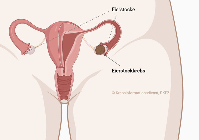 Darstellung der weiblichen Geschlechtsorgane mit Beschriftung der Eierstöcke.