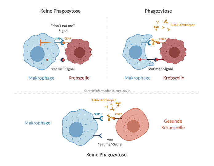 Bild 1: Krebszellen mit „eat-me“-Signalen und dem „don’t eat me-Signal CD47 werden durch Makrophagen nicht phagozytiert. Bild 2: Blockieren CD47-Antikörper das „don’t eat me-Signal, wird die Phagozytose über „eat-me“-Signale eingeleitet. Bild 3: Gesunde Körperzellen haben kein „eat-me“-Signal. Die CD47-Blockade löst keine Phagozytose aus.
