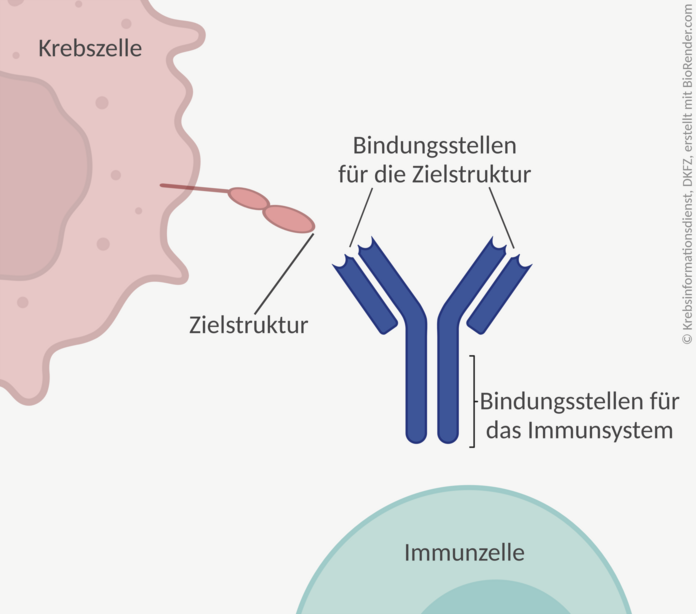 Grafische Darstellung eines Antikörpers mit 2 Bindungsstellen für die Zielstruktur und einer Bindungsregion für das Immunsystem; im Hintergrund eine Krebszelle und eine Immunzelle