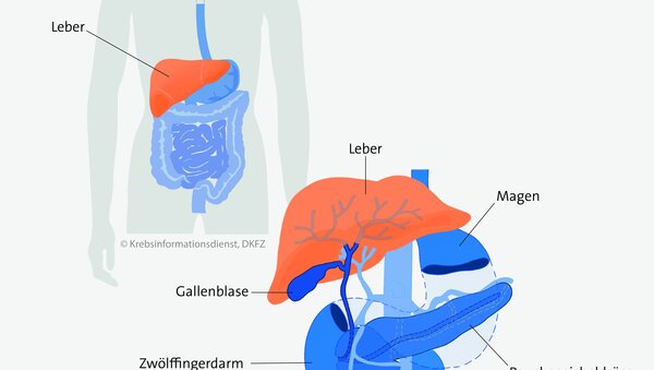 Lage der Leber im Körper.