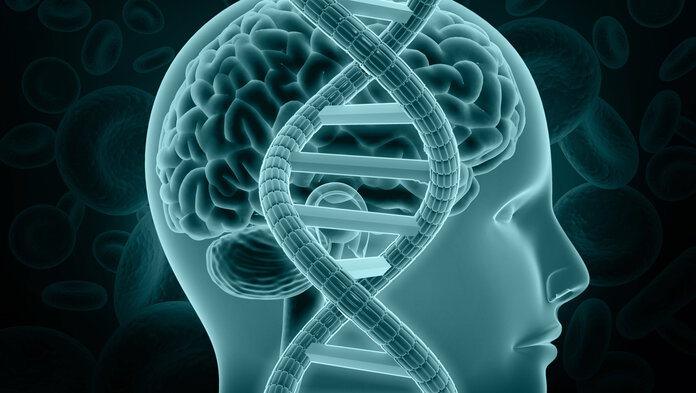 Ein schematischer Querschnitt durch ein menschliches Gehirn wird von einer DNA-Doppelhelix überlagert.