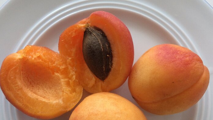 Auf einem weißen Teller liegen 2 Aprikosenhälften, eine davon mit dem Aprikosenkern, neben 2 ganze Aprikosen.