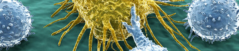 Immunzellen greifen Krebszelle an