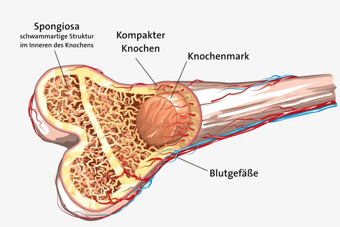 Knochenaufbau, © EreborMountain, Shutterstock Querschnitt durch einen Knochen: Der kompakte Knochen enthält innen das Knochenmark.