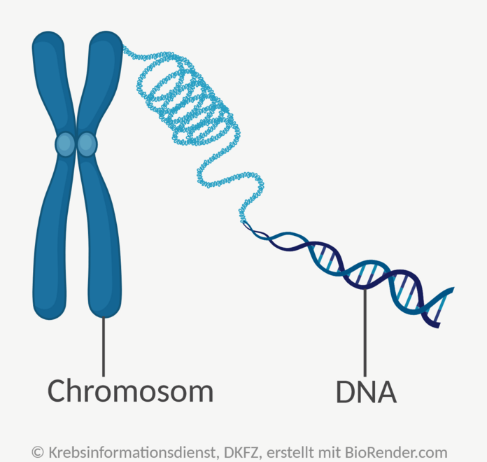 Schematische Darstellung von DNA und Chromosom