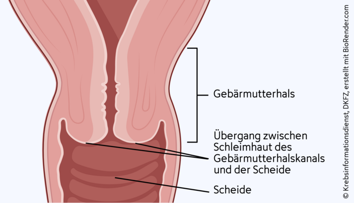Gebärmutterhals, Schleimhaut, © Krebsinformationsdienst, DKFZ; erstellt mit BioRender.com Schematische Darstellung des Übergangsbereichs der Schleimhaut von Scheide und Gebärmutterhalskanal.