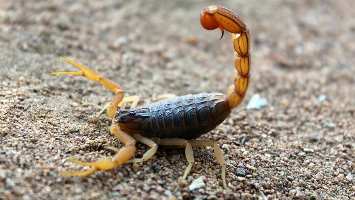 Skorpion, © Sharath G., Pexels Skorpion mit hochgestelltem Giftstachel auf sandigem Untergrund
