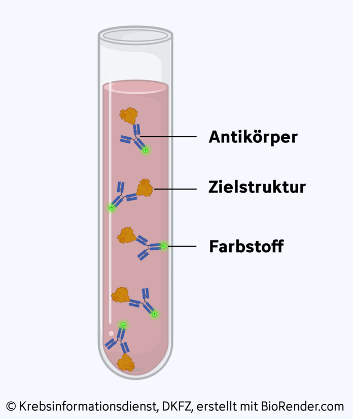 Immunoassay, © Krebsinformationsdienst, DKFZ; erstellt mit BioRender.com Antikörper binden an Zielstrukturin einem Röhrchen