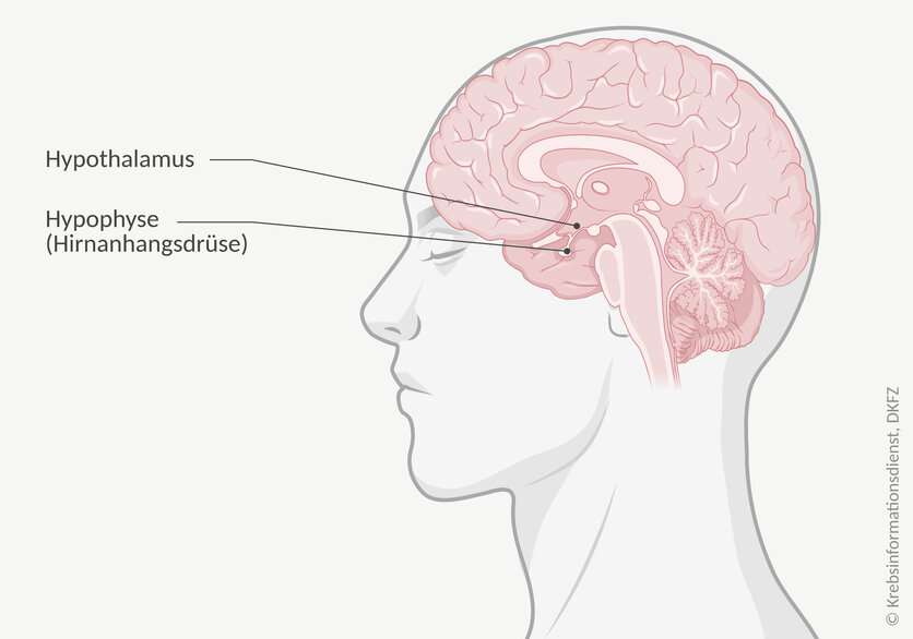 Anatomische Darstellung des menschlichen Gehirns sowie die Lage des Hypothalamus und der Hypophyse (Hirnanhangsdrüse).