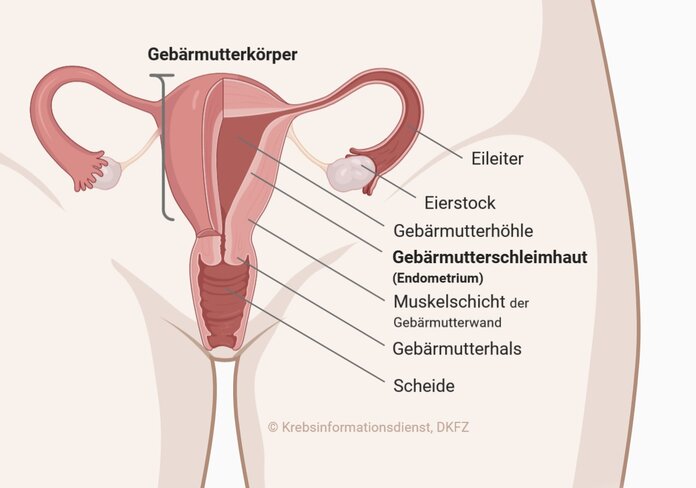Beschriftete anatomische Darstellung der weiblichen Geschlechtsorgane.
