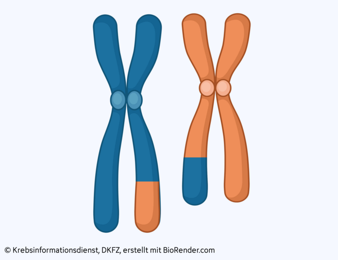 Translokation, © Krebsinformationsdienst, DKFZ; erstellt mit BioRender.com Zwei Chromosomen tauschen einen Abschnitt