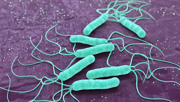 Helicobacter Pylori: längliches Bakterium mit fadenartigen Fortsätzen an einem Ende.